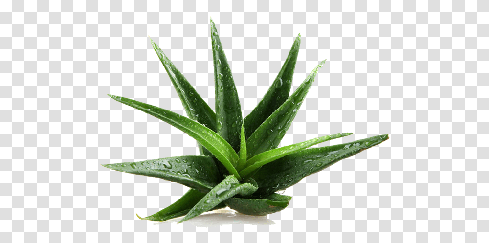 Aloe Vera Plant Transparent Png