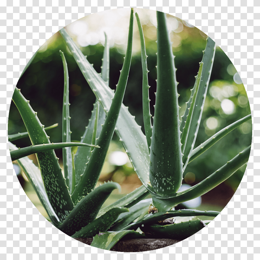 Aloe Vera, Plant, Vegetation, Potted Plant, Vase Transparent Png