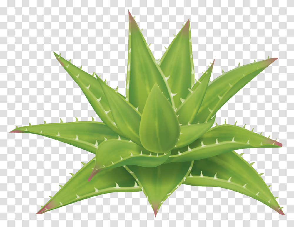 Aloe Vera Planta Transparent Png
