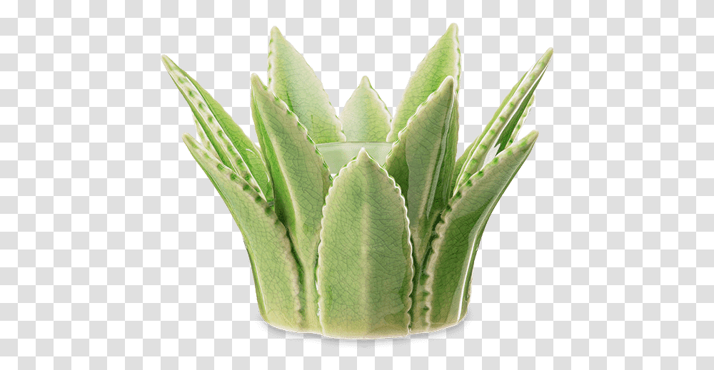 Aloe Vera Scentsy Warmer Agave, Plant, Leaf, Vase, Jar Transparent Png