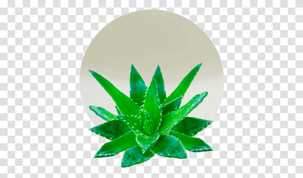 Aloe Vera Scientific Name, Plant, Leaf Transparent Png
