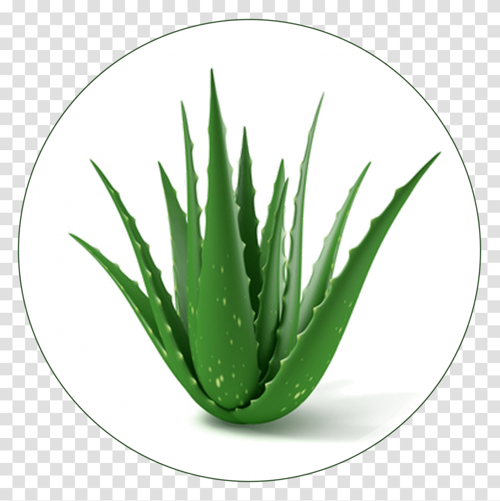 Aloe Vera The Healing Plant For Horses Humans Alike Biostarus, Pineapple, Fruit, Food Transparent Png