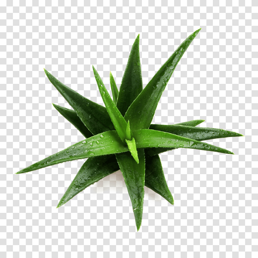 Aloe Vera Thorne, Plant Transparent Png