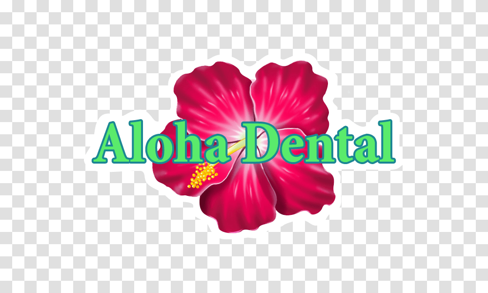 Aloha, Hibiscus, Flower, Plant, Blossom Transparent Png