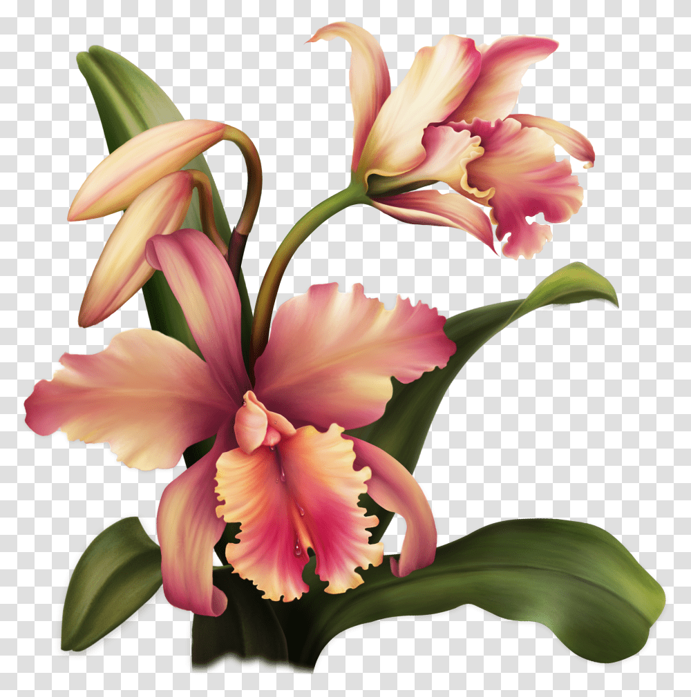 Aloha Orchid Special Flowers Painted Flowers Rubrics Cveti Transparent Png