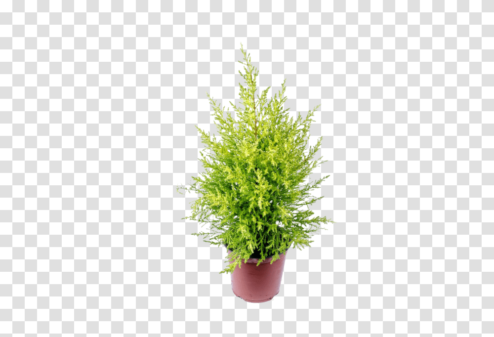 Alone Clip, Holiday, Plant, Tree, Conifer Transparent Png