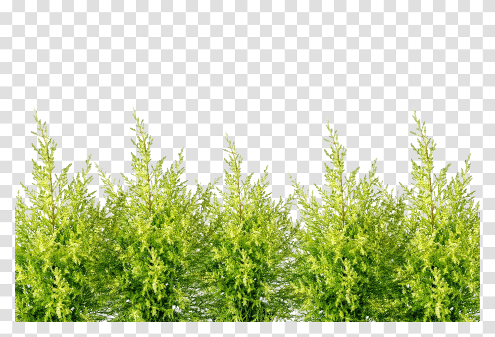 Alone Clip, Holiday, Bush, Vegetation, Plant Transparent Png