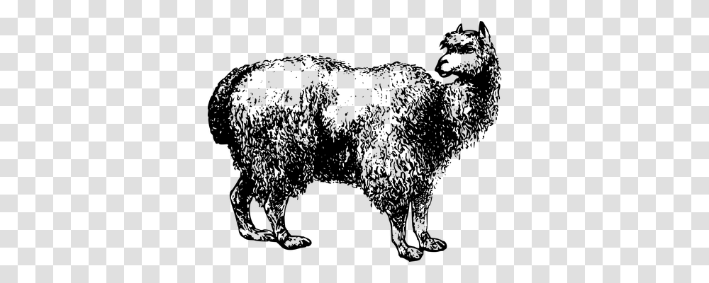 Alpaca Animals, Gray, World Of Warcraft Transparent Png