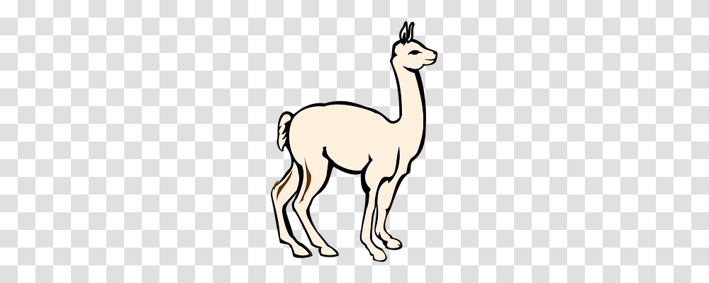 Alpaca Animals, Mammal, Gazelle, Antelope Transparent Png