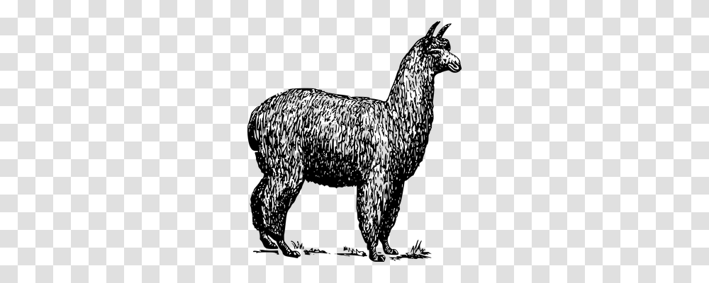 Alpaca Animals, Gray, World Of Warcraft Transparent Png