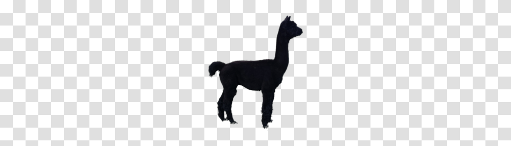 Alpaca Gallery Of Alpacas Cria Black Stud Alpacas, Mammal, Animal, Llama, Silhouette Transparent Png