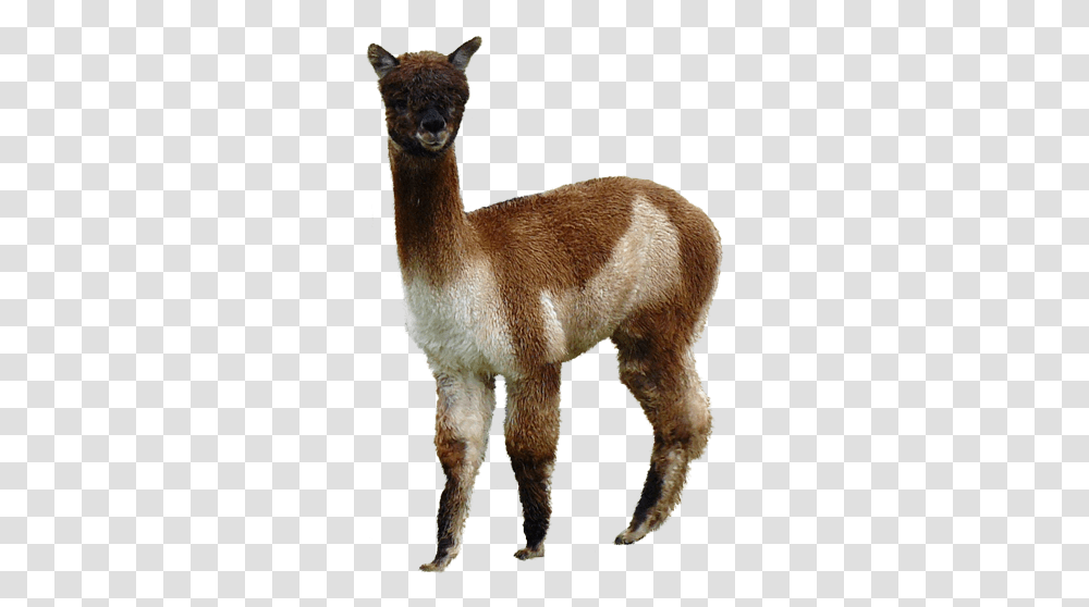 Alpaca Image With No Brown Alpaca, Llama, Mammal, Animal, Sheep Transparent Png