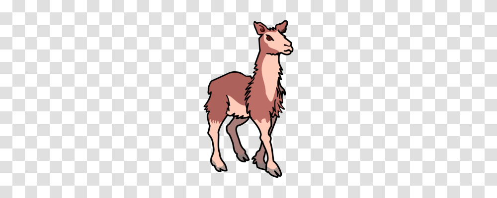 Alpaca Llama Guanaco Wool Camelids, Mammal, Animal, Person, Human Transparent Png