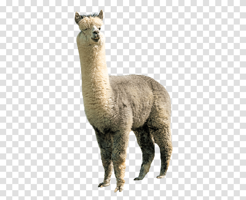 Alpaca, Sheep, Mammal, Animal, Llama Transparent Png