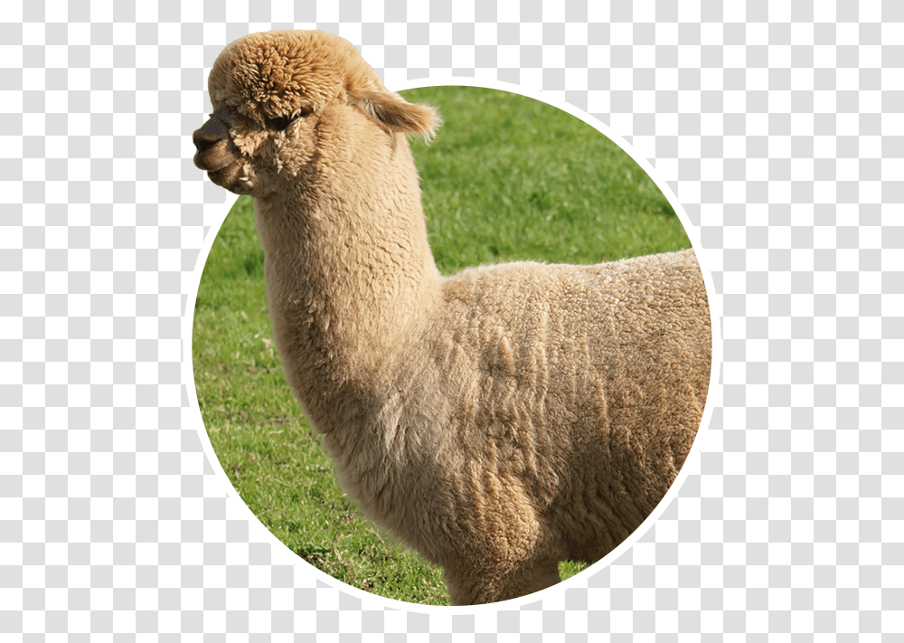 Alpaca, Sheep, Mammal, Animal, Llama Transparent Png