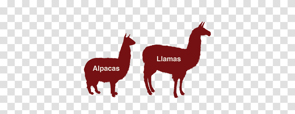 Alpaca That For You Easley Trans Blog, Paper, Business Card, Logo Transparent Png