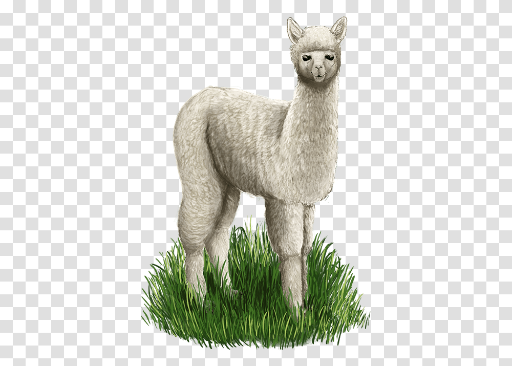 Alpaca Web Llama, Sheep, Mammal, Animal Transparent Png