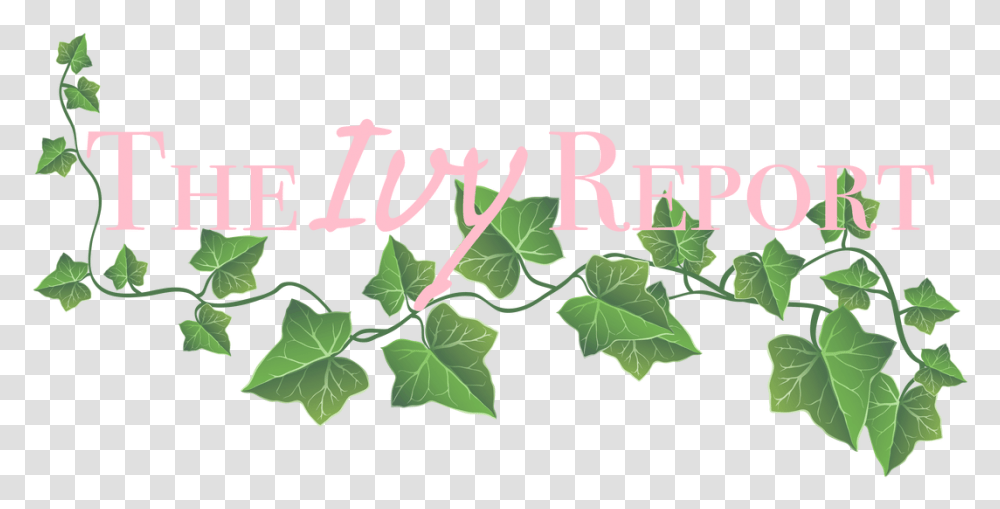 Alpha Kappa Background Vine Leaves, Plant, Text, Ivy Transparent Png