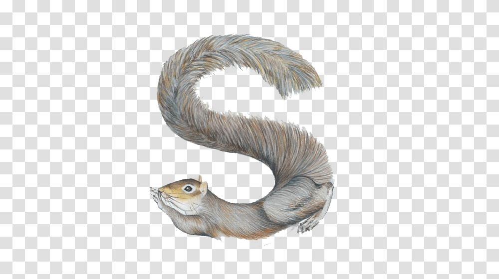 Alphabet, Animal, Fungus, Mammal Transparent Png
