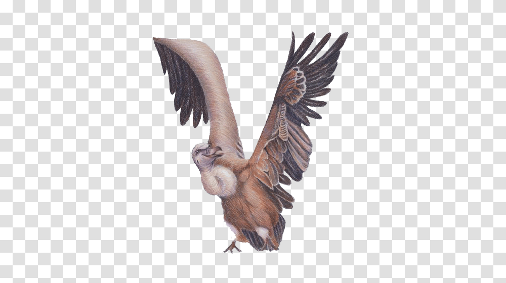 Alphabet, Bird, Animal, Vulture Transparent Png