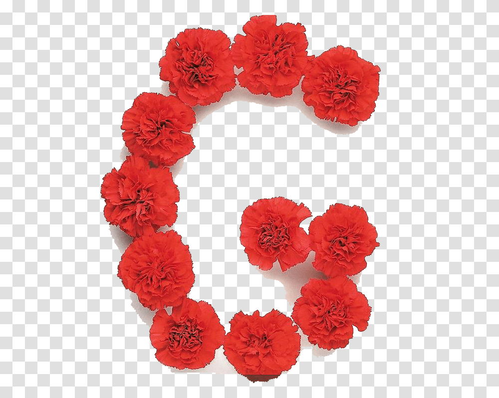 Alphabet, Plant, Carnation, Flower Transparent Png