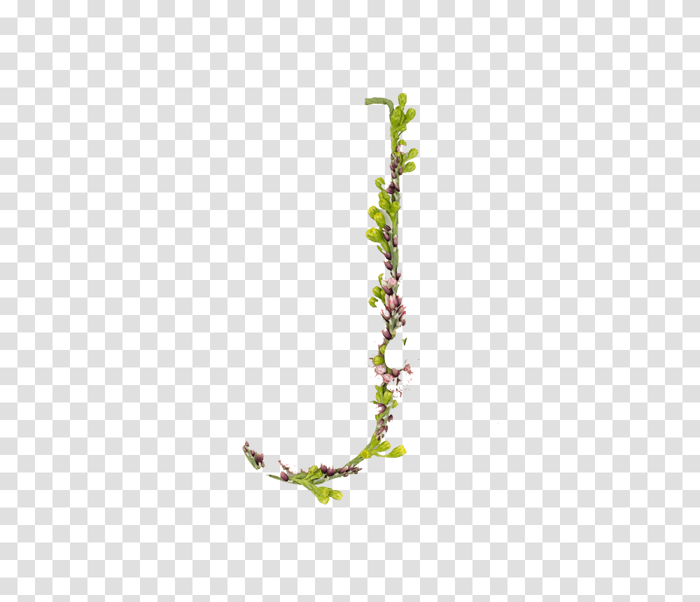 Alphabet, Plant, Flower, Bud Transparent Png