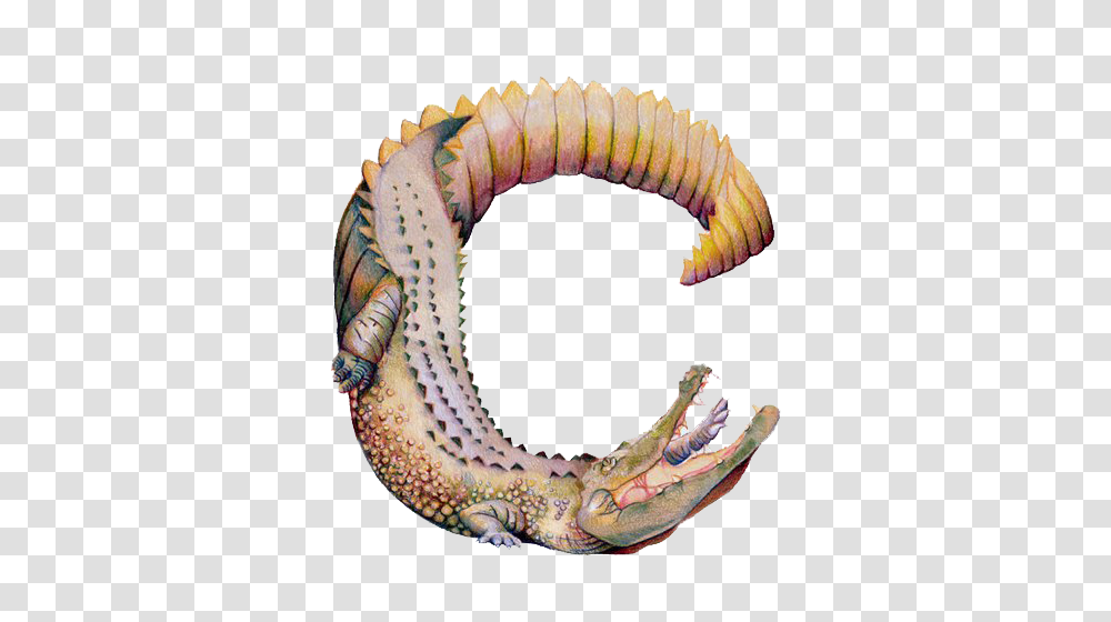 Alphabet, Sea Life, Animal, Fungus Transparent Png