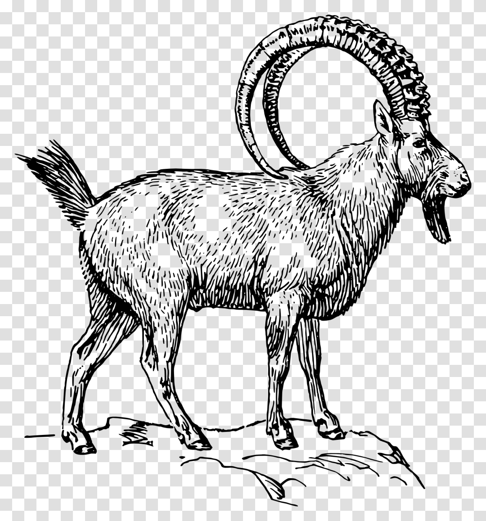 Alpine Ibex Clipart, Mammal, Animal, Goat, Antelope Transparent Png
