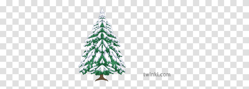 Alpine Tree Maths Snow Winter Secondary Illustration Twinkl Alpine Tree, Plant, Ornament, Christmas Tree Transparent Png