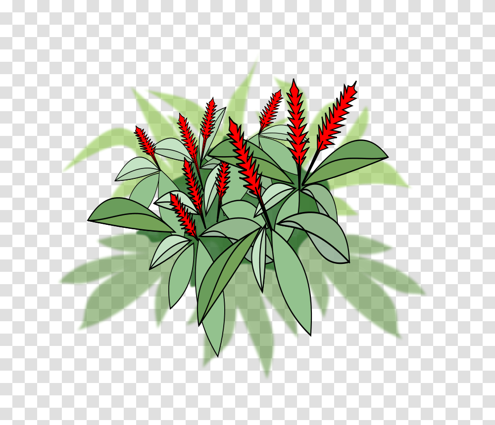 Alpinia Purpurata, Nature, Plant, Flower, Leaf Transparent Png