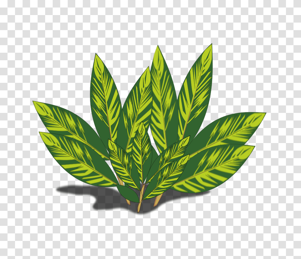 Alpinia Variegata, Nature, Leaf, Plant, Weed Transparent Png