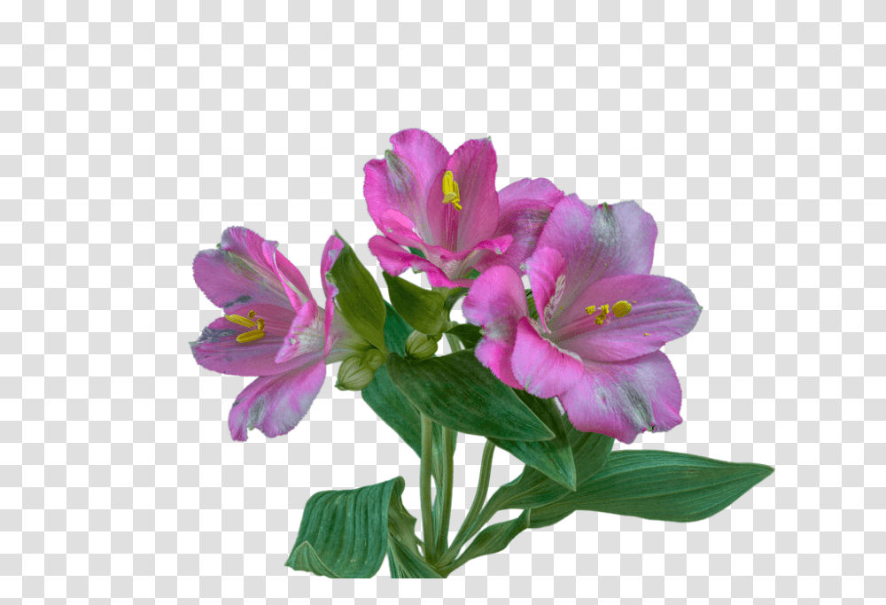 Alstroemeria 960, Flower, Plant, Geranium, Blossom Transparent Png