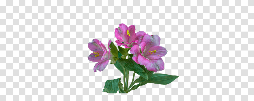Alstroemeria Nature, Geranium, Flower, Plant Transparent Png