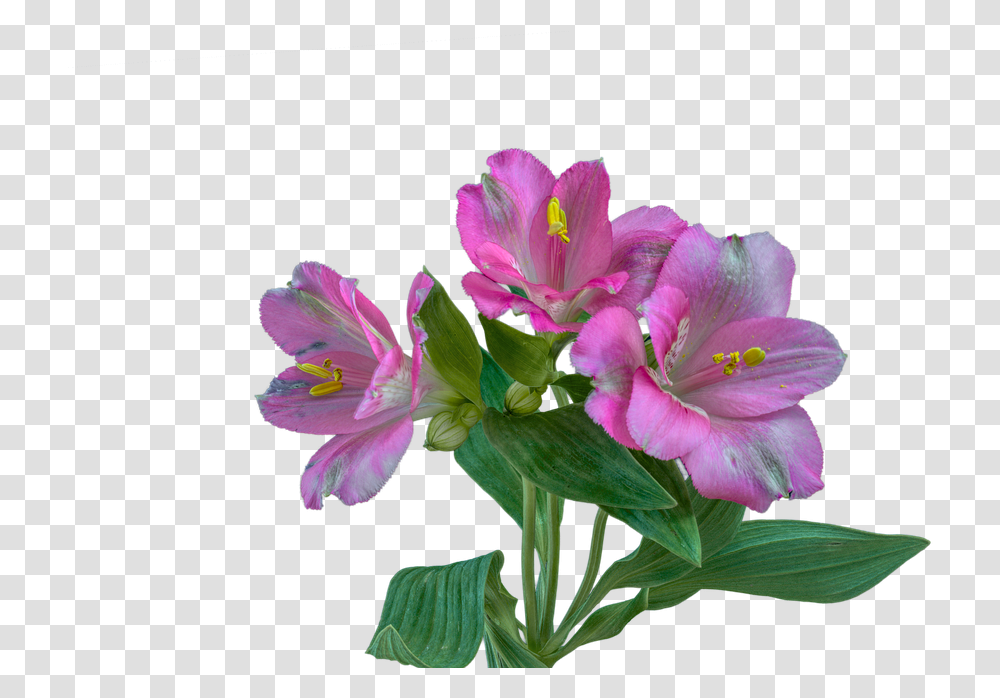 Alstroemeria Flower Meaning, Plant, Geranium, Blossom, Flower Arrangement Transparent Png