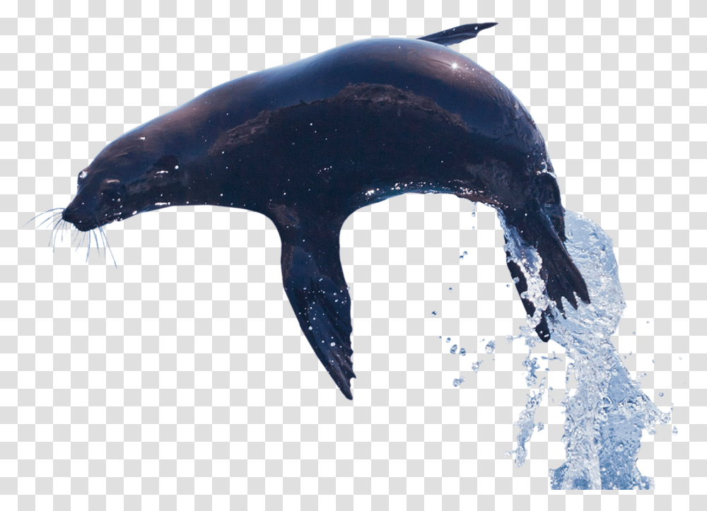 Alt Text Killer Whale, Sea Life, Animal, Mammal, Shark Transparent Png