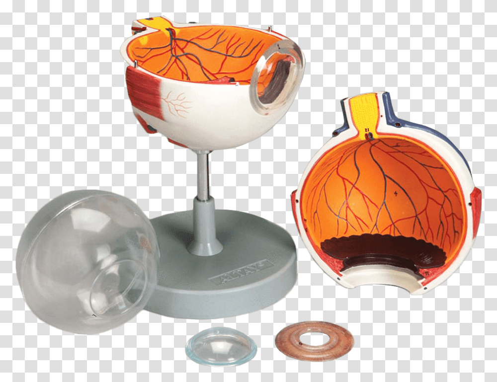 Altay Scientific Anatomical Model Human Eye 6 Parts Snifter, Glass, Lighting, Lamp, Goblet Transparent Png