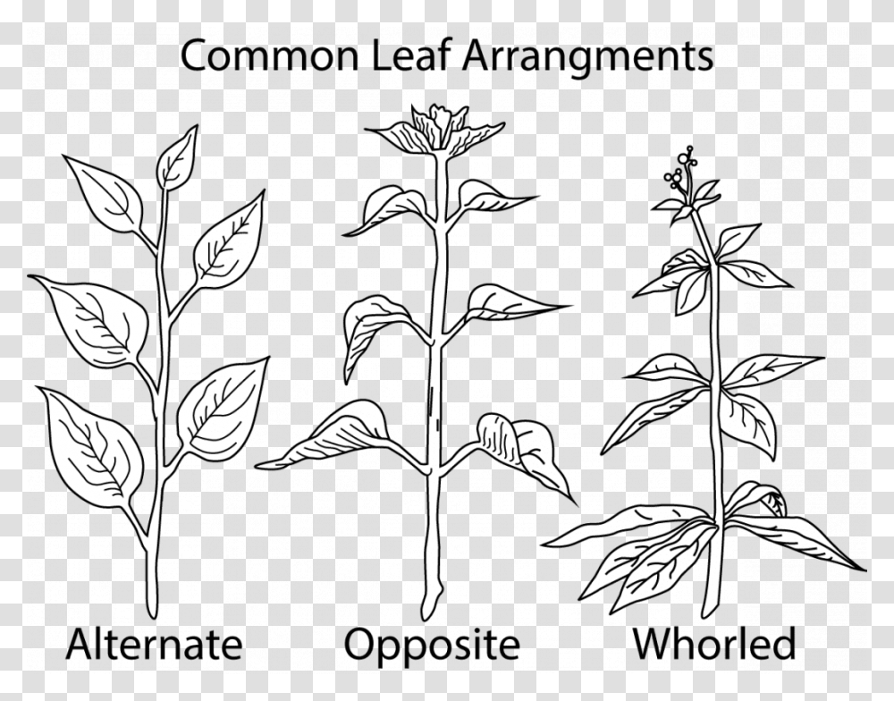 Alternate Opposite Whorled Leaves, Plant, Bird, Flower, Floral Design Transparent Png
