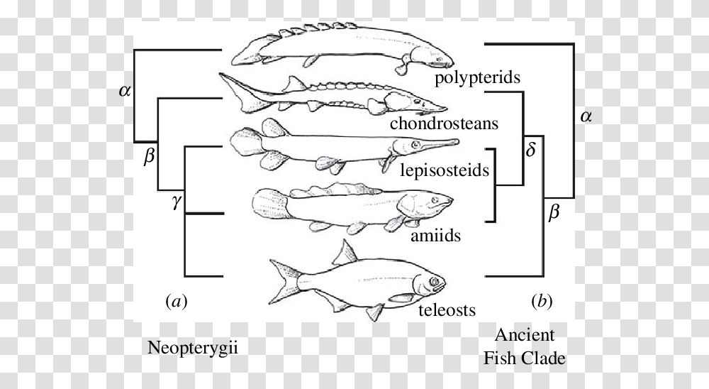 Alternative Trees And Group Names Of The Major Living, Animal, Fish, Sea Life, Eel Transparent Png