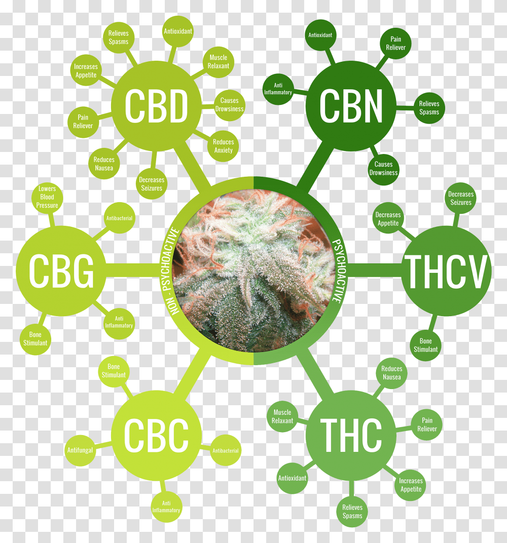 Alternatives For A Public Health Crisis And Minor Pains Full Spectrum Cbd Isolate, Nuclear, Green, Land, Outdoors Transparent Png