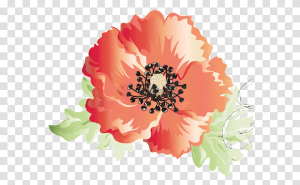 Amapola, Plant, Flower, Blossom, Anther Transparent Png