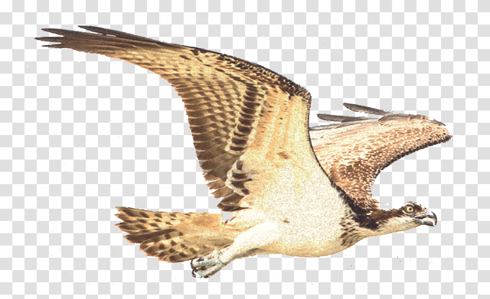 Amaro Delle Terre Del Falco Ad Multiservice Srls Osprey, Snake, Animal, Bird, Flying Transparent Png
