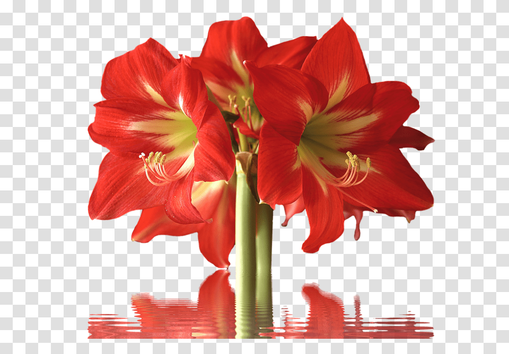 Amarylis 960, Flower, Plant, Amaryllis, Blossom Transparent Png