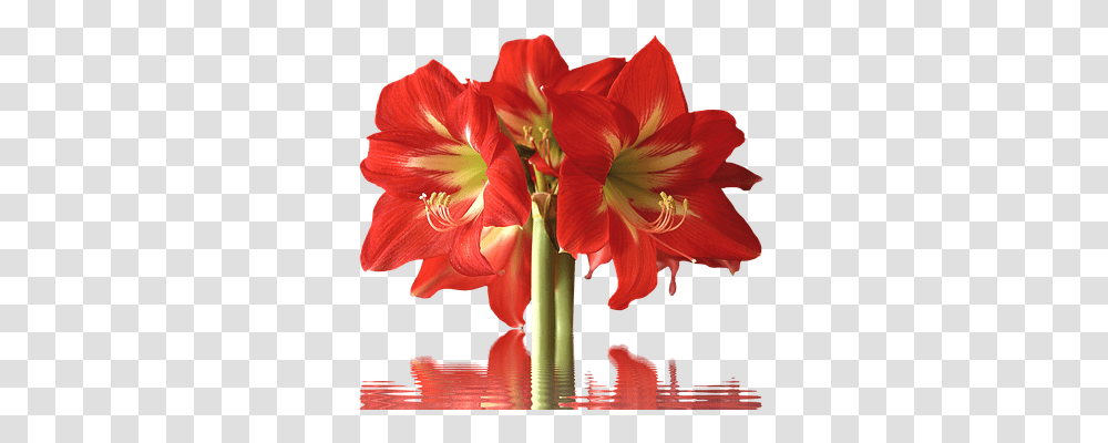 Amarylis Nature, Plant, Amaryllis, Flower Transparent Png
