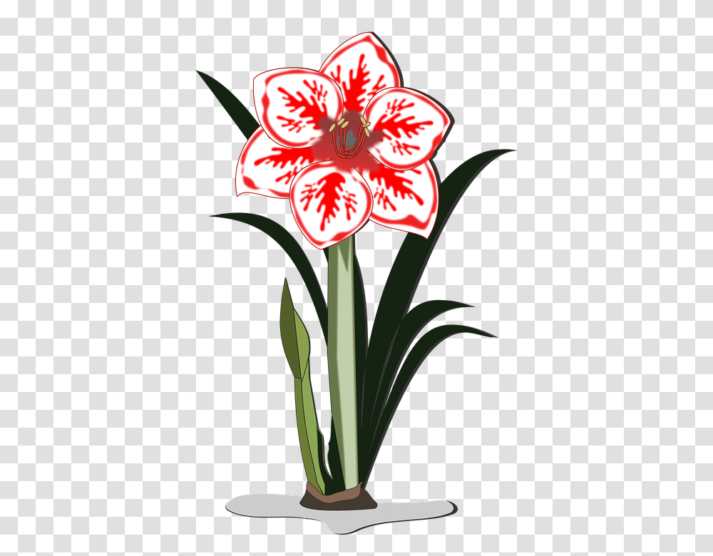 Amaryllis 960, Plant, Flower, Blossom, Amaryllidaceae Transparent Png