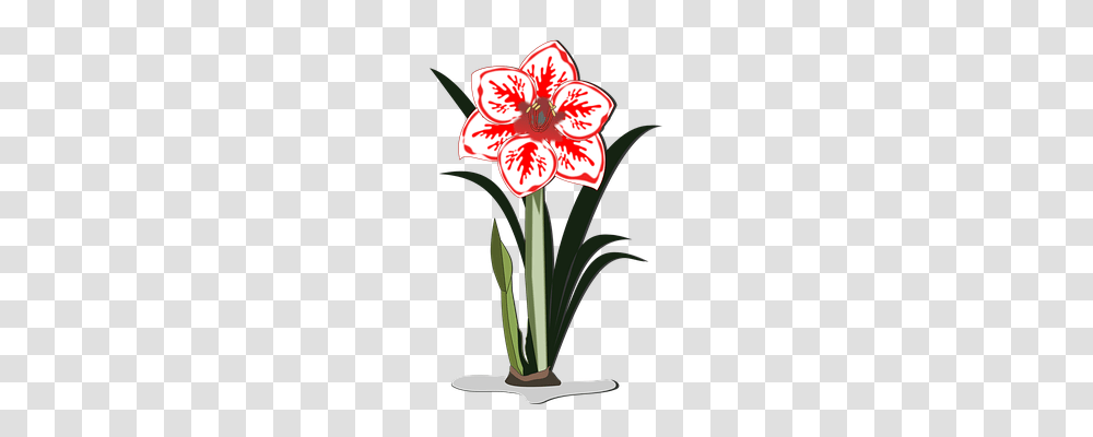 Amaryllis Nature, Plant, Flower, Blossom Transparent Png