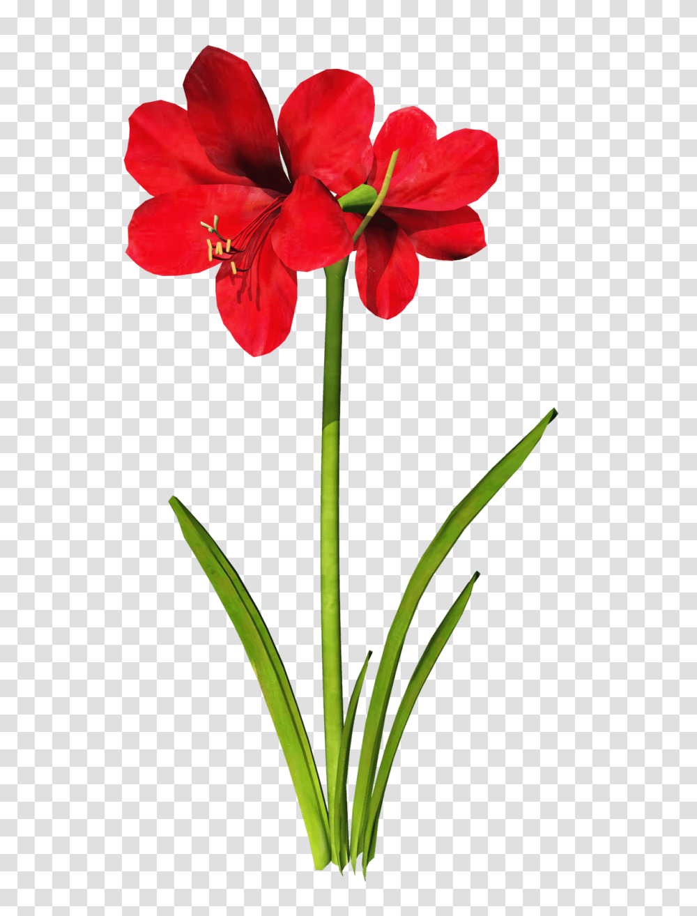 Amaryllis Clipart, Plant, Flower, Blossom, Geranium Transparent Png