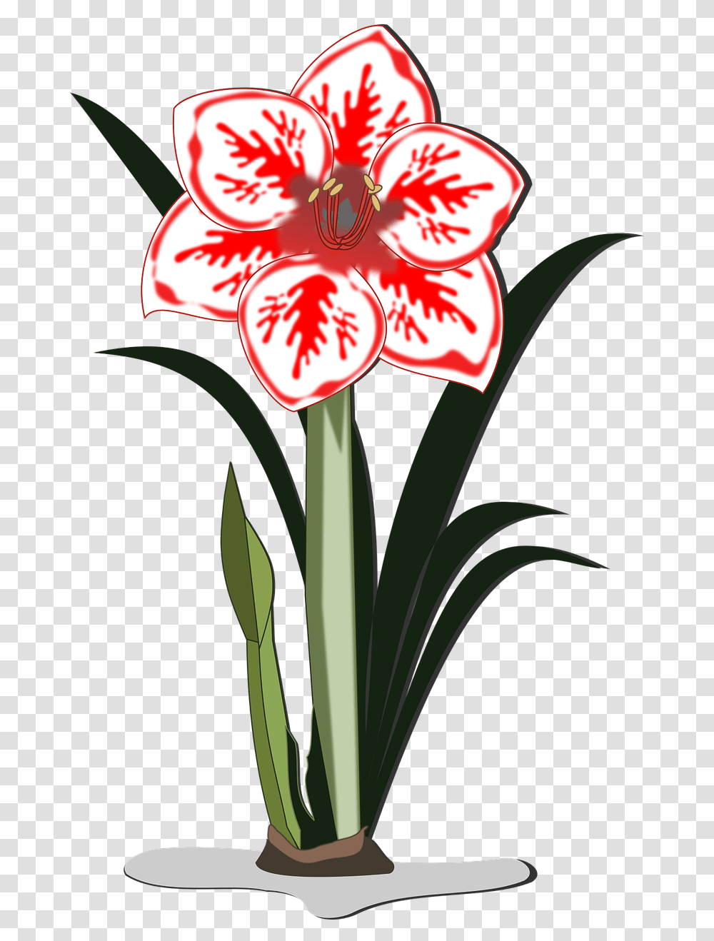 Amaryllis Flower Clip Art, Plant, Blossom, Amaryllidaceae, Lily Transparent Png