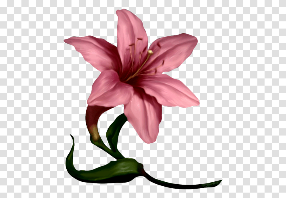 Amaryllis Flower Cliparts Free Download Clip Art Pink Lily Flowers Art, Plant, Blossom, Petal, Anther Transparent Png