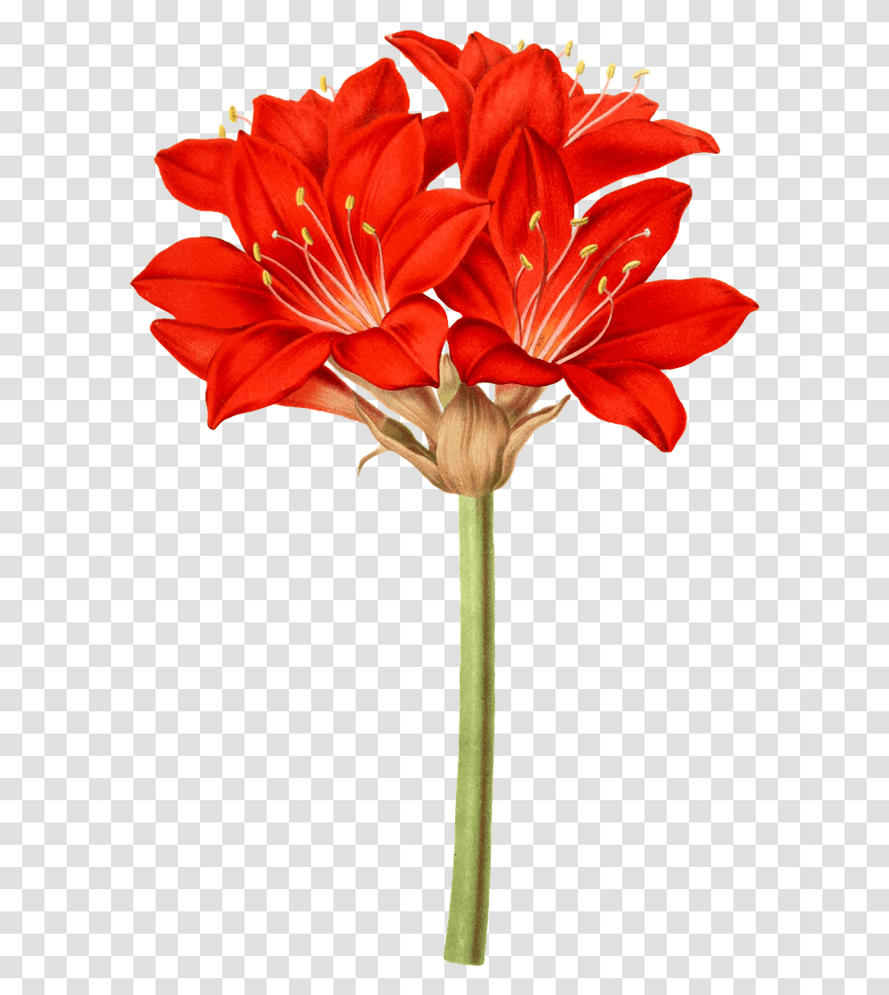 Amaryllis Flower Flowers Free Image On Pixabay Amaryllis Flower, Plant, Blossom, Flower Arrangement, Flower Bouquet Transparent Png