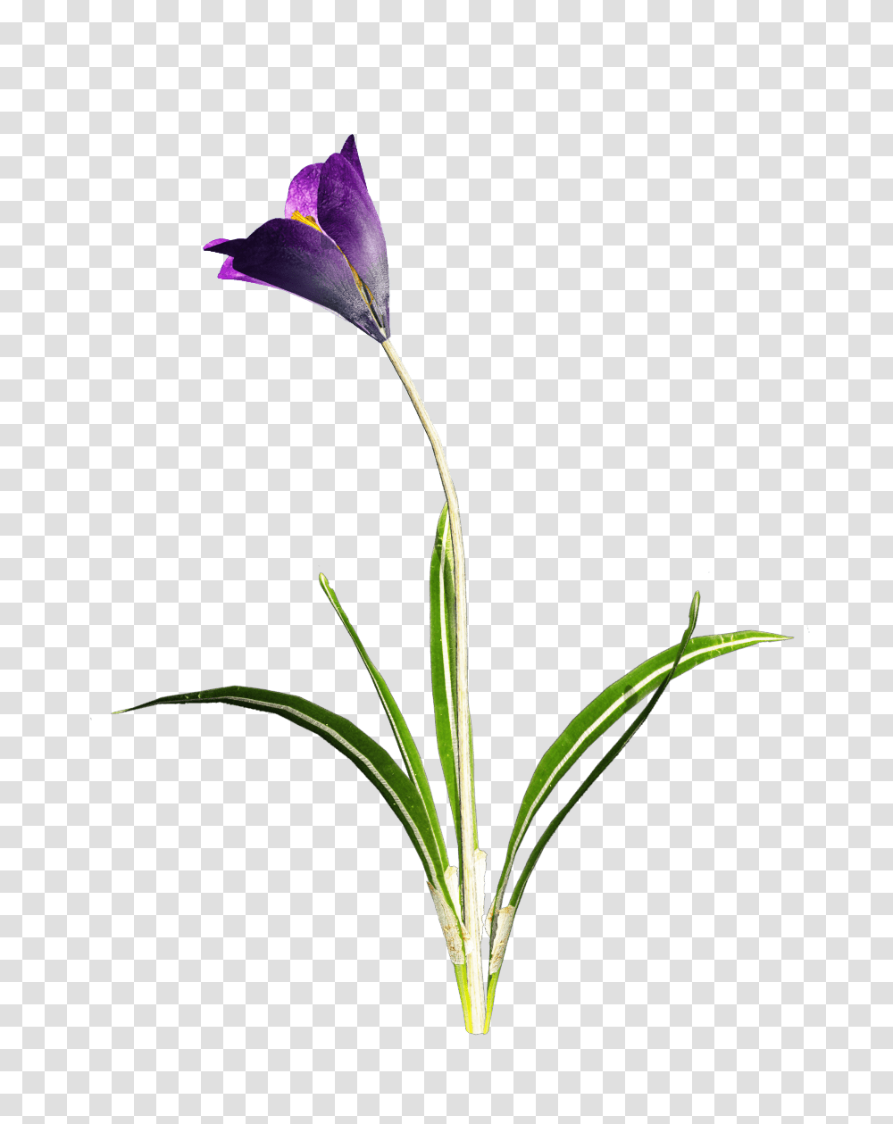 Amazing High Tube Fleur De Printemps, Plant, Flower, Blossom, Iris Transparent Png